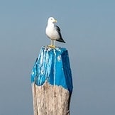 Venice, Pellestrina, AQUADOT